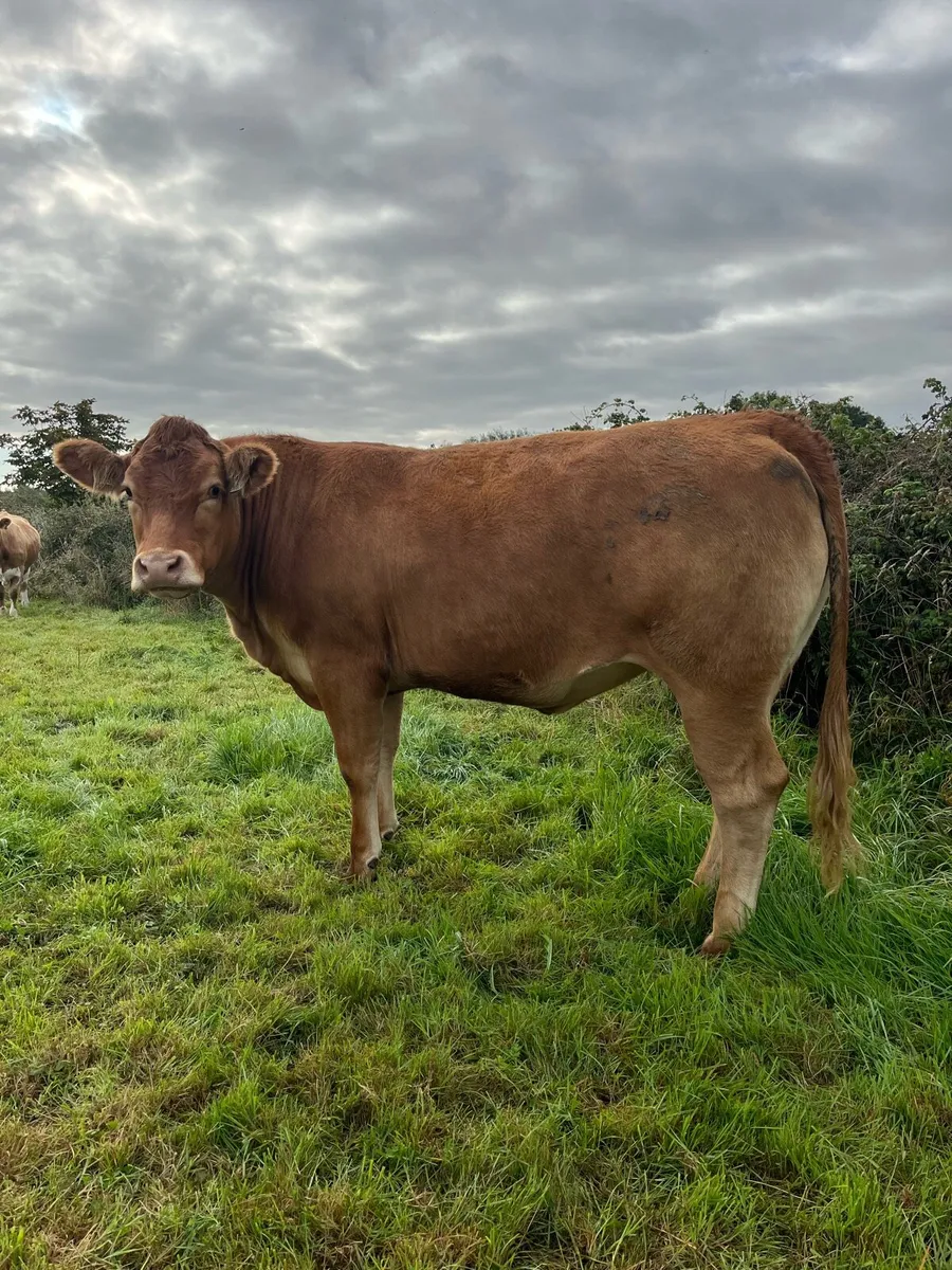 Incalf Heifers for Loughrea Mart 24/10/26 - Image 3