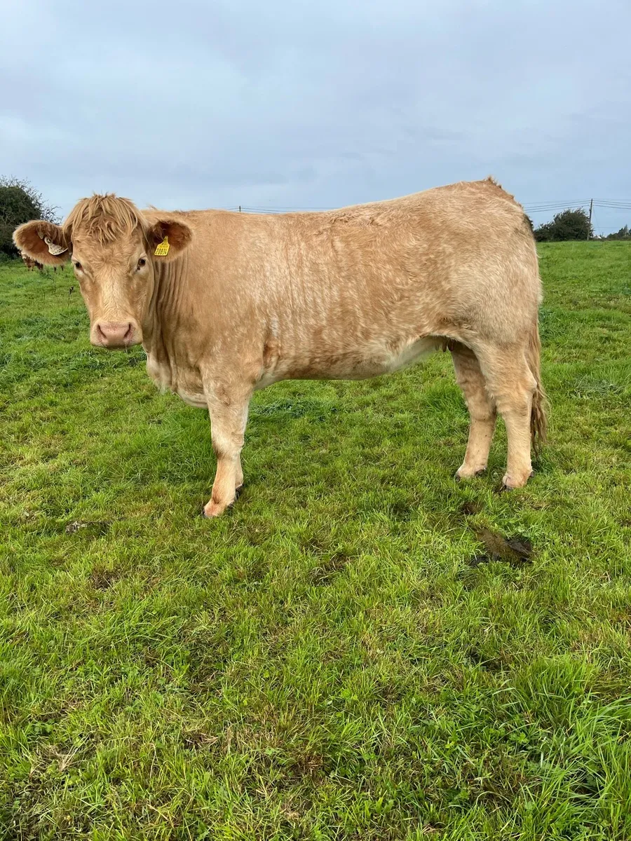 Incalf Heifers for Loughrea Mart 24/10/26 - Image 4