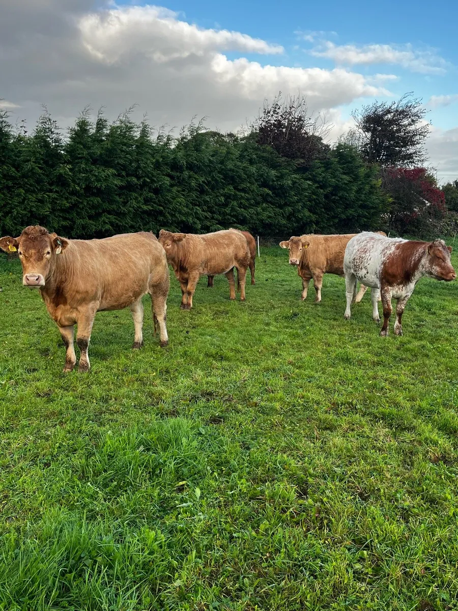 Incalf Heifers for Loughrea Mart 24/10/26 - Image 1