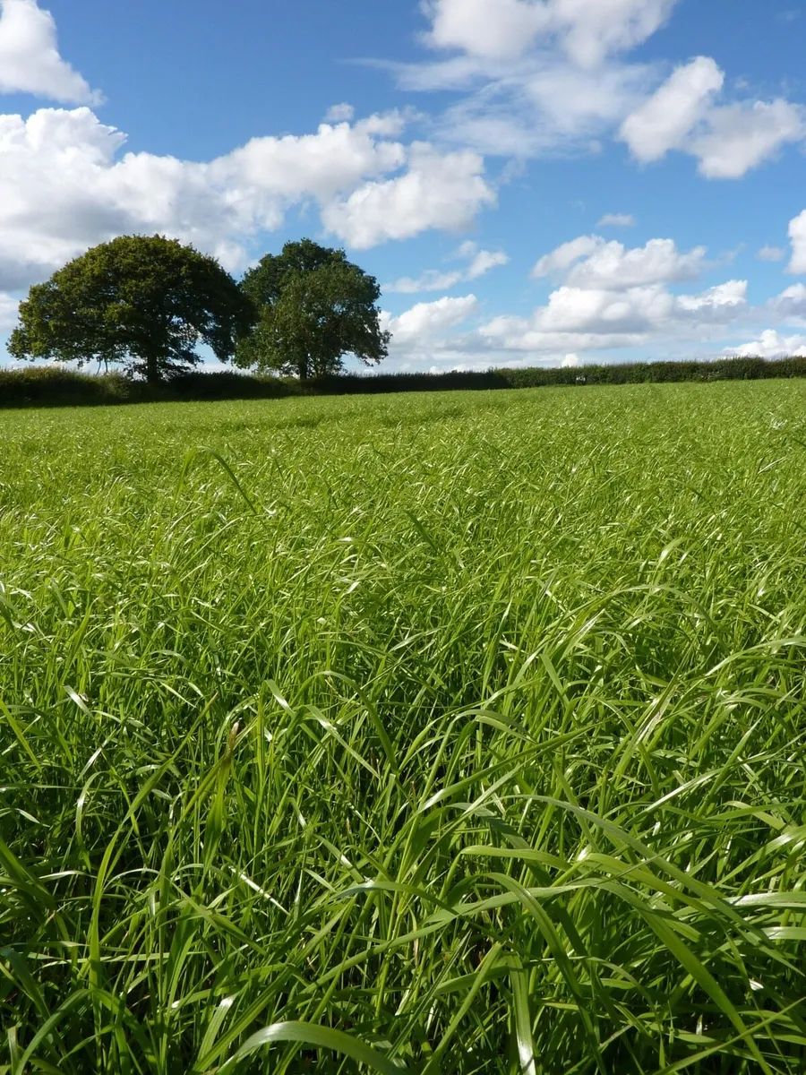 WINTER GRAZING REQUIRED