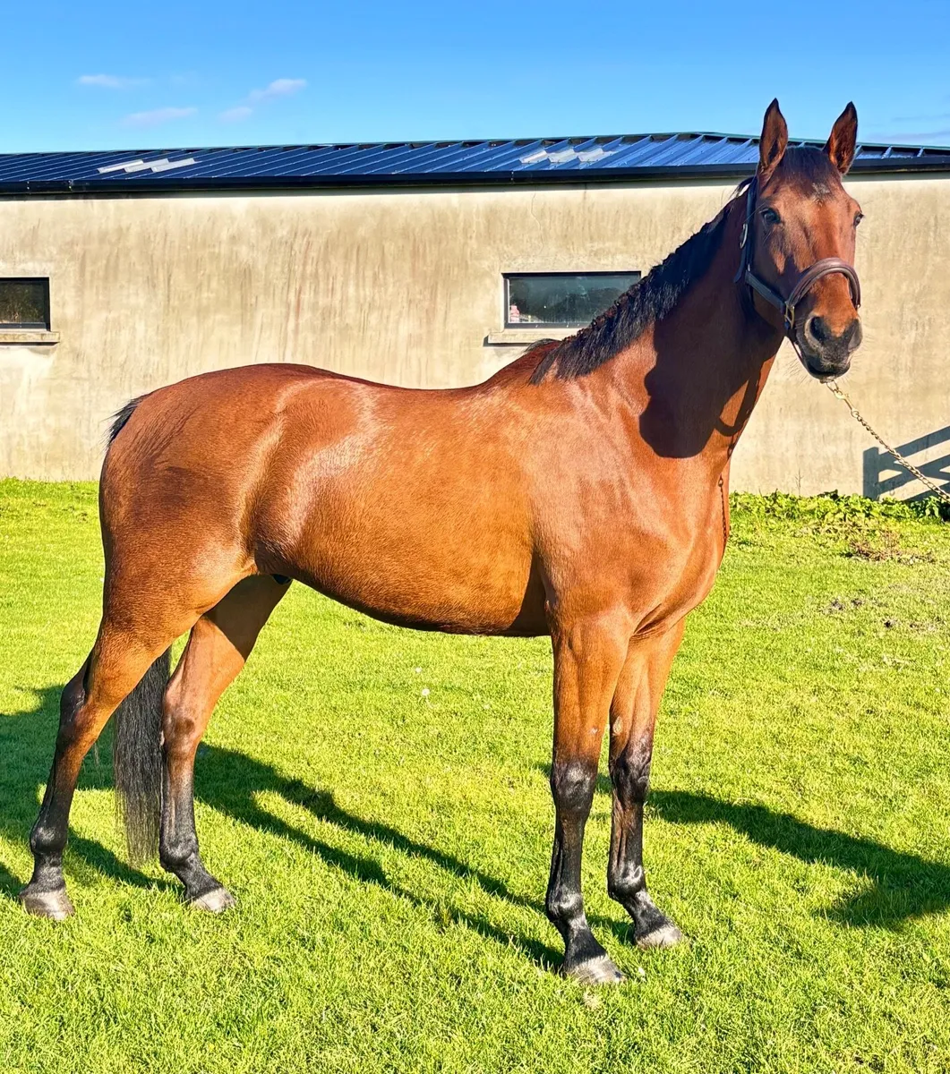 Talented 4YO Gelding