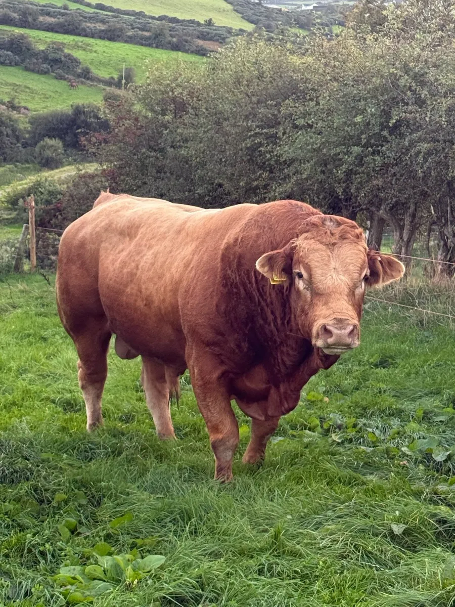 Limousin bull - Image 1