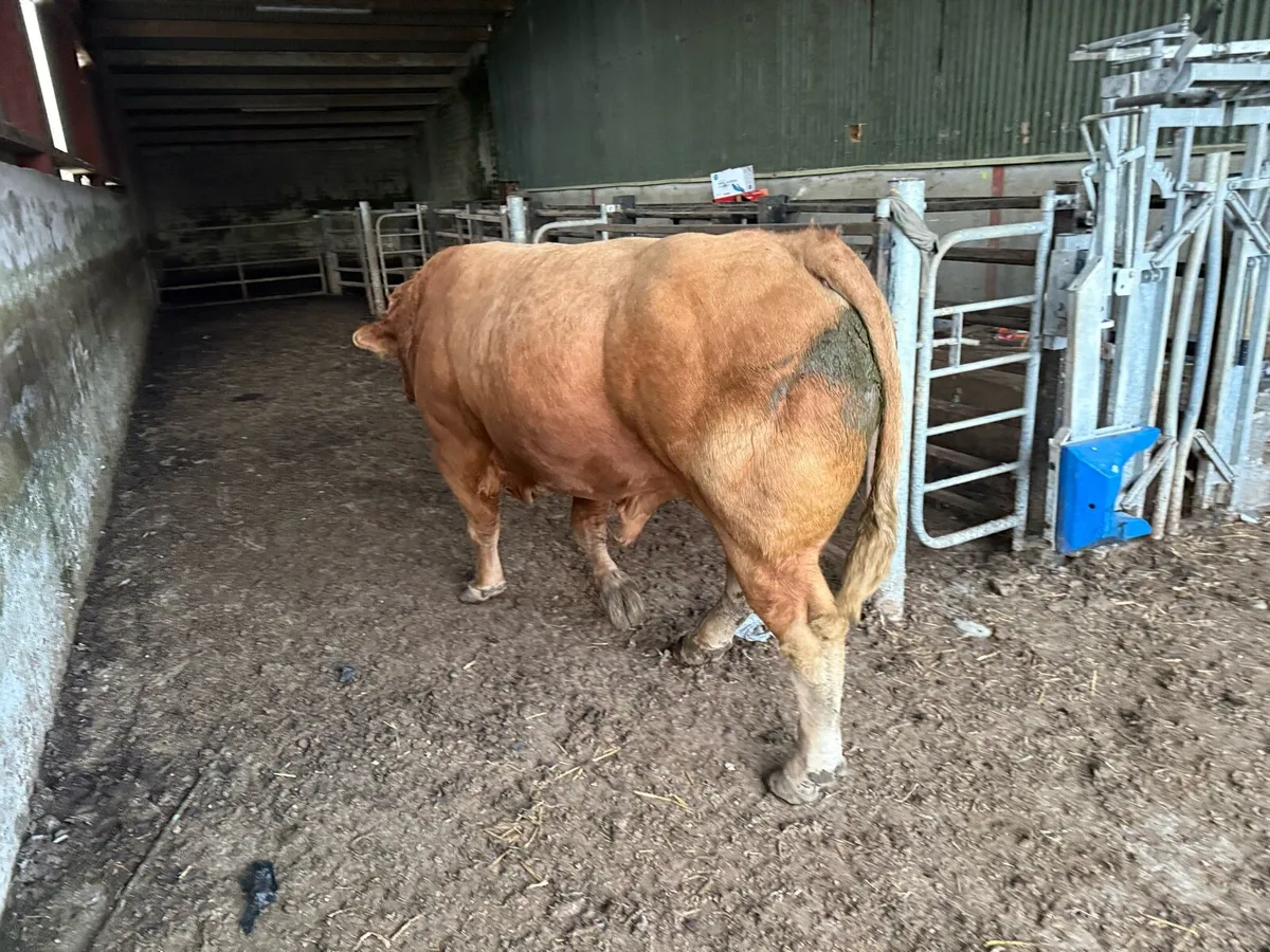 Limousin bull - Image 3