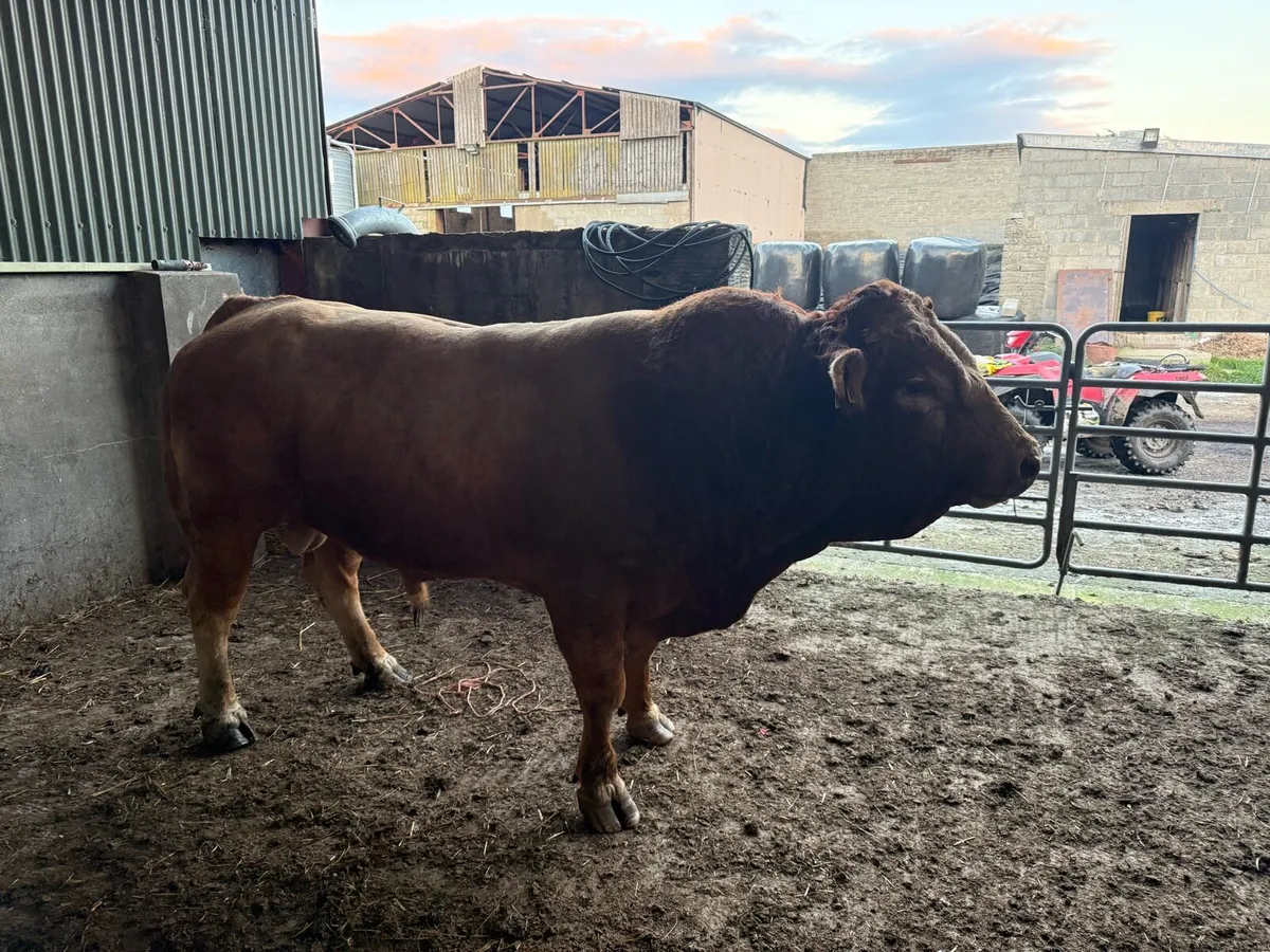 Limousin bull - Image 4