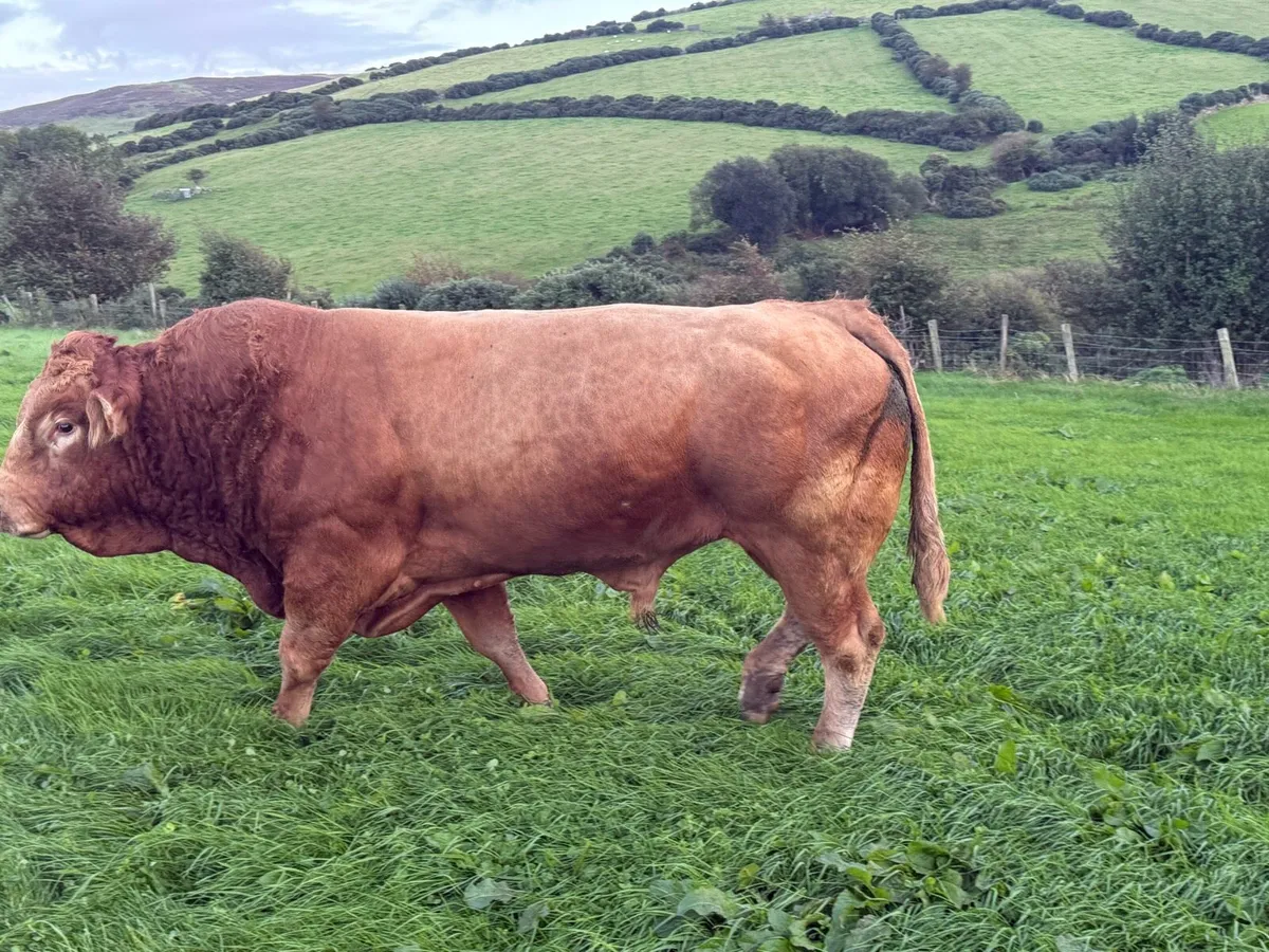 Limousin bull - Image 2