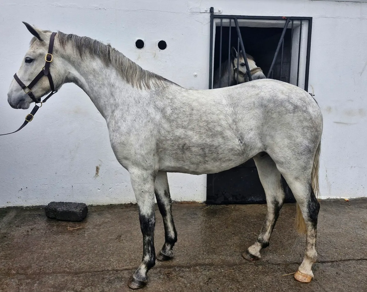 Connemara ponies - Image 3