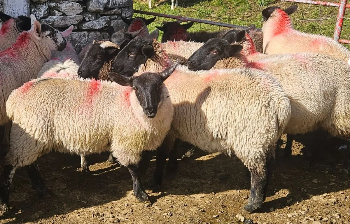 Lambs