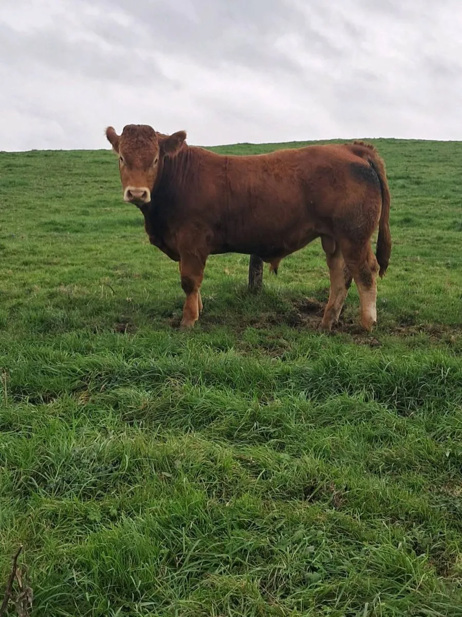 Pedigree registered Limousin bulls - Image 2