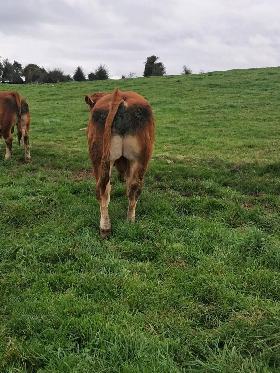 Pedigree registered Limousin bulls - Image 3