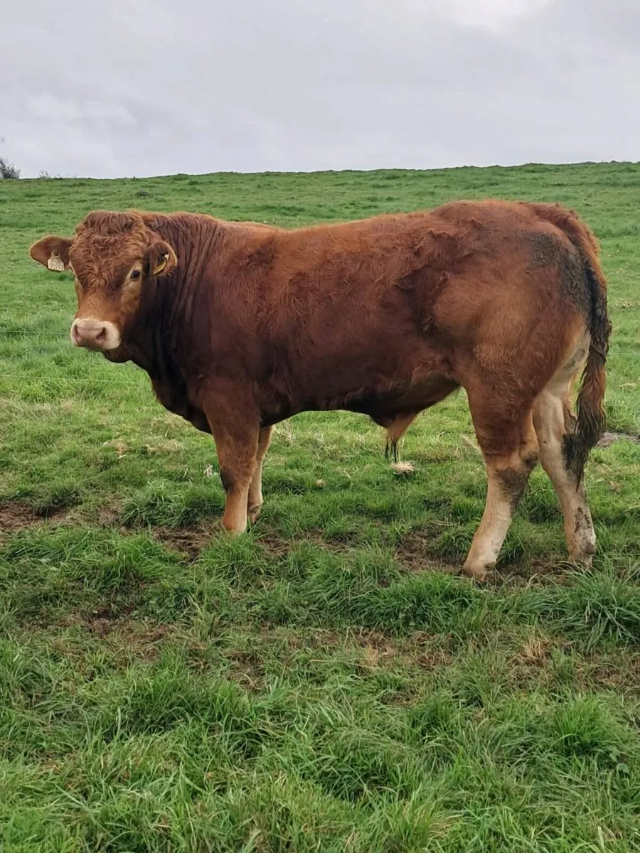 Pedigree registered Limousin bulls - Image 4