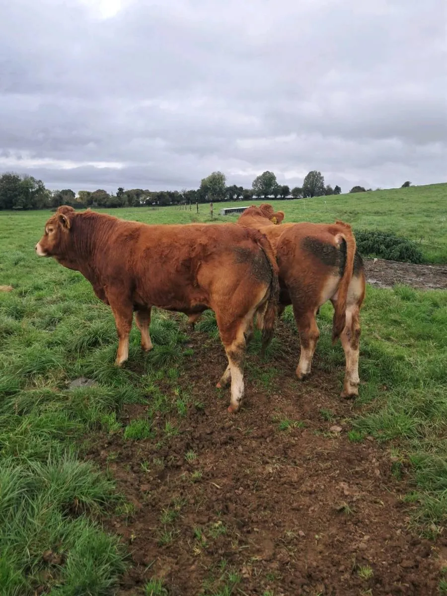 Pedigree registered Limousin bulls - Image 1