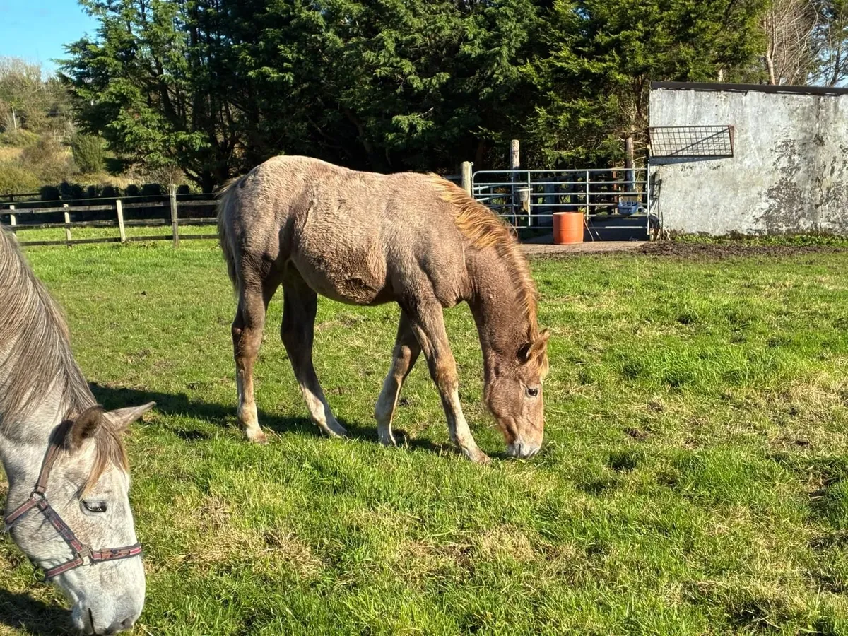 Irish Draught Filly  Class 1 Breeding - Image 1