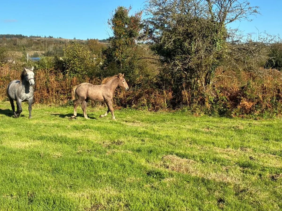 Irish Draught Filly  Class 1 Breeding - Image 4