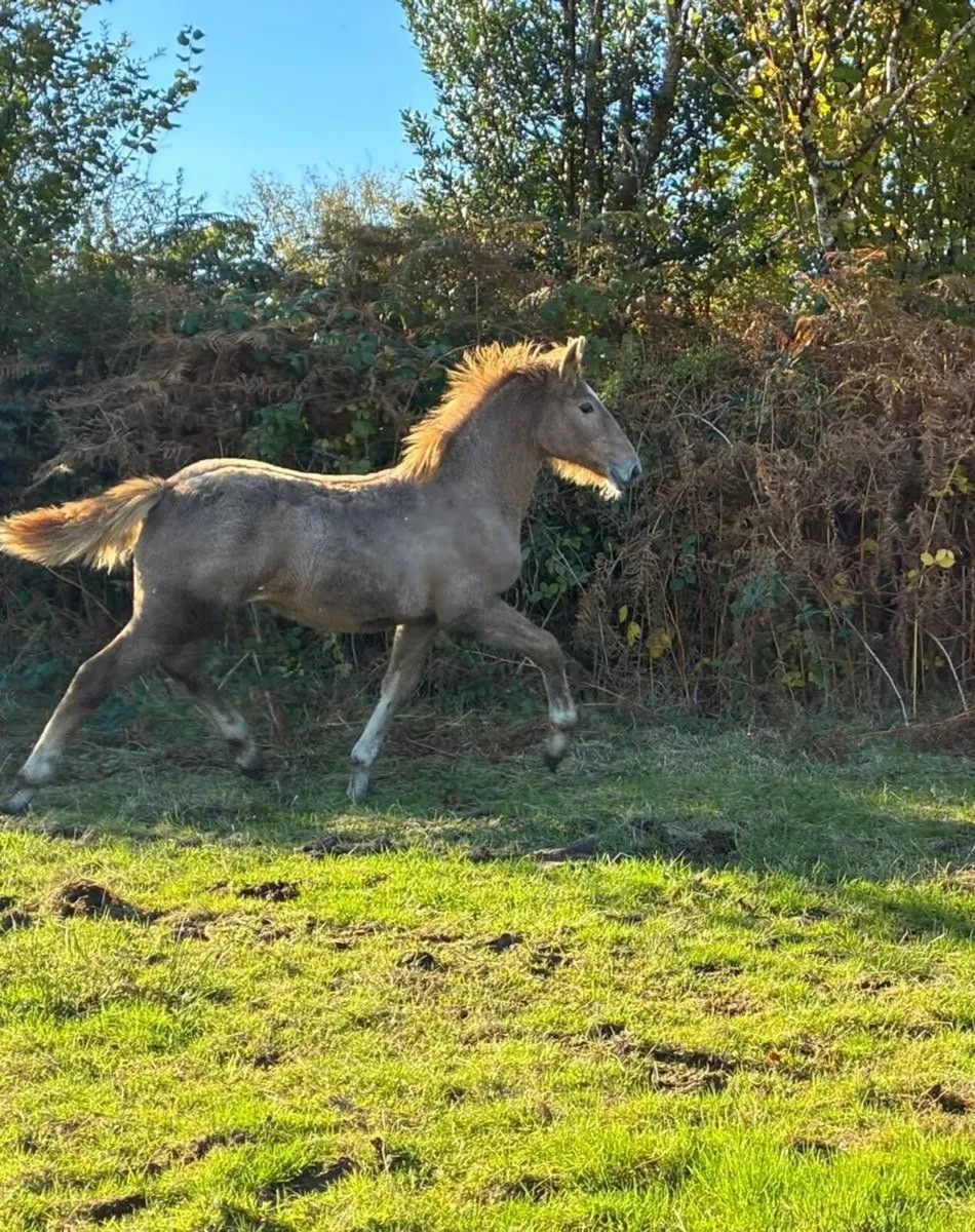 Irish Draught Filly  Class 1 Breeding - Image 3
