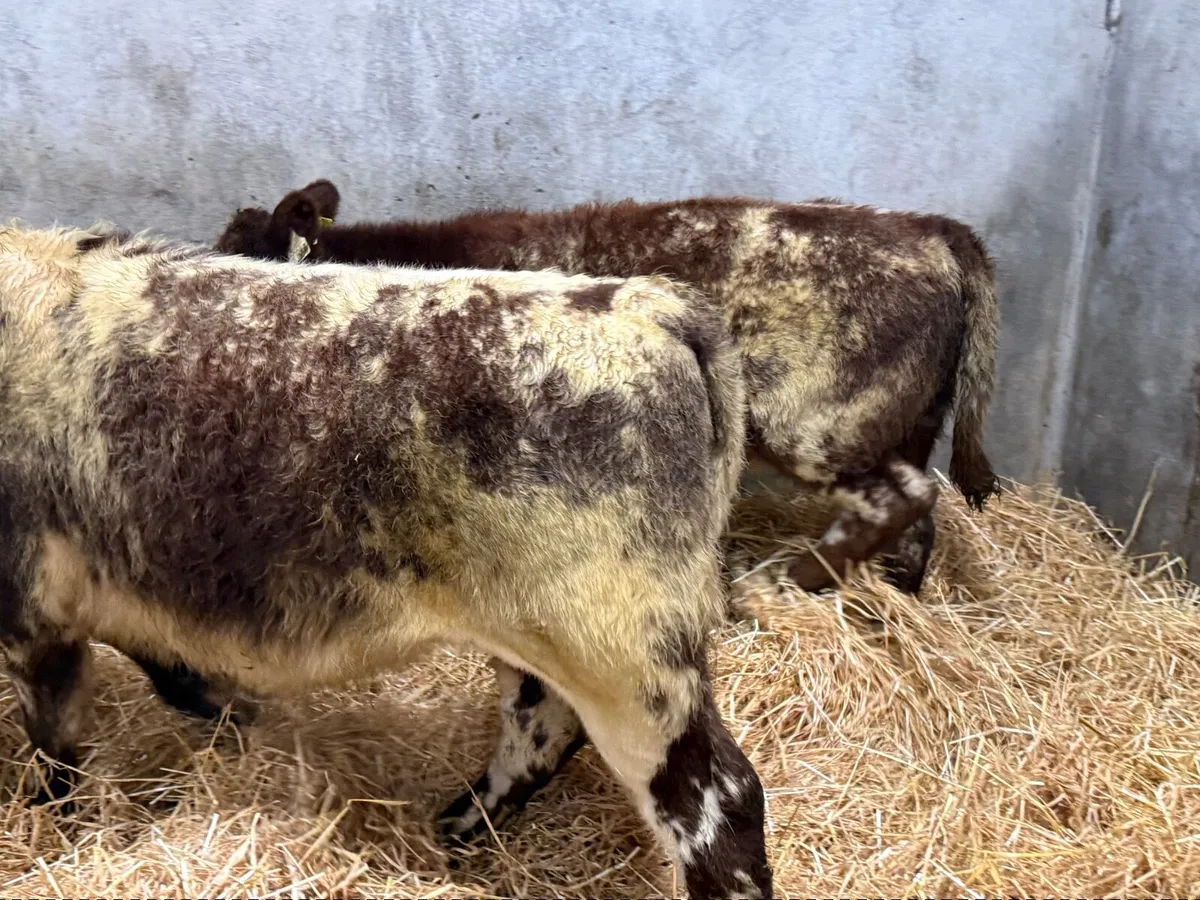 2 SUPER ROAN SHORTHORN HEIFERS - Image 4
