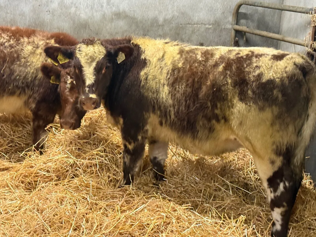 2 SUPER ROAN SHORTHORN HEIFERS - Image 2