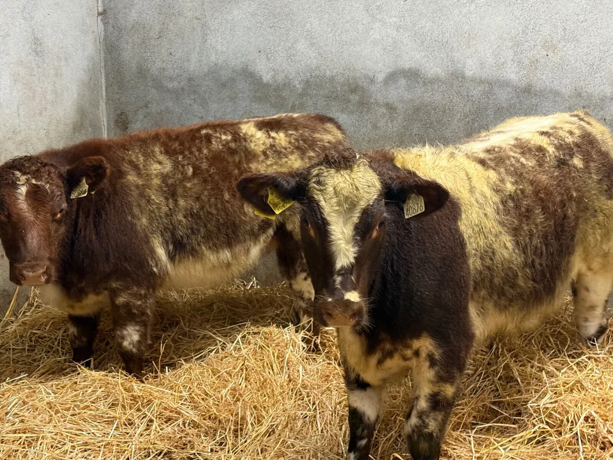 2 SUPER ROAN SHORTHORN HEIFERS - Image 1