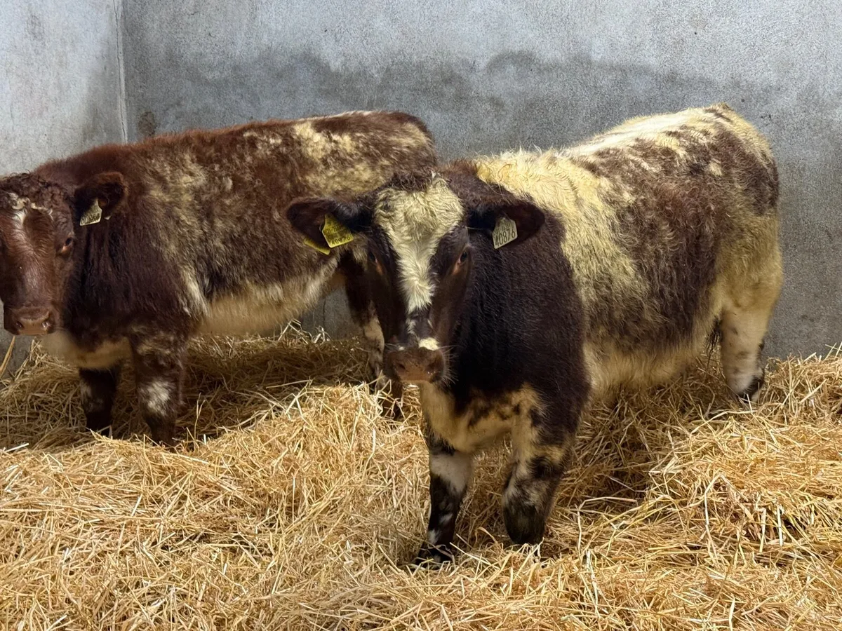 2 SUPER ROAN SHORTHORN HEIFERS - Image 3