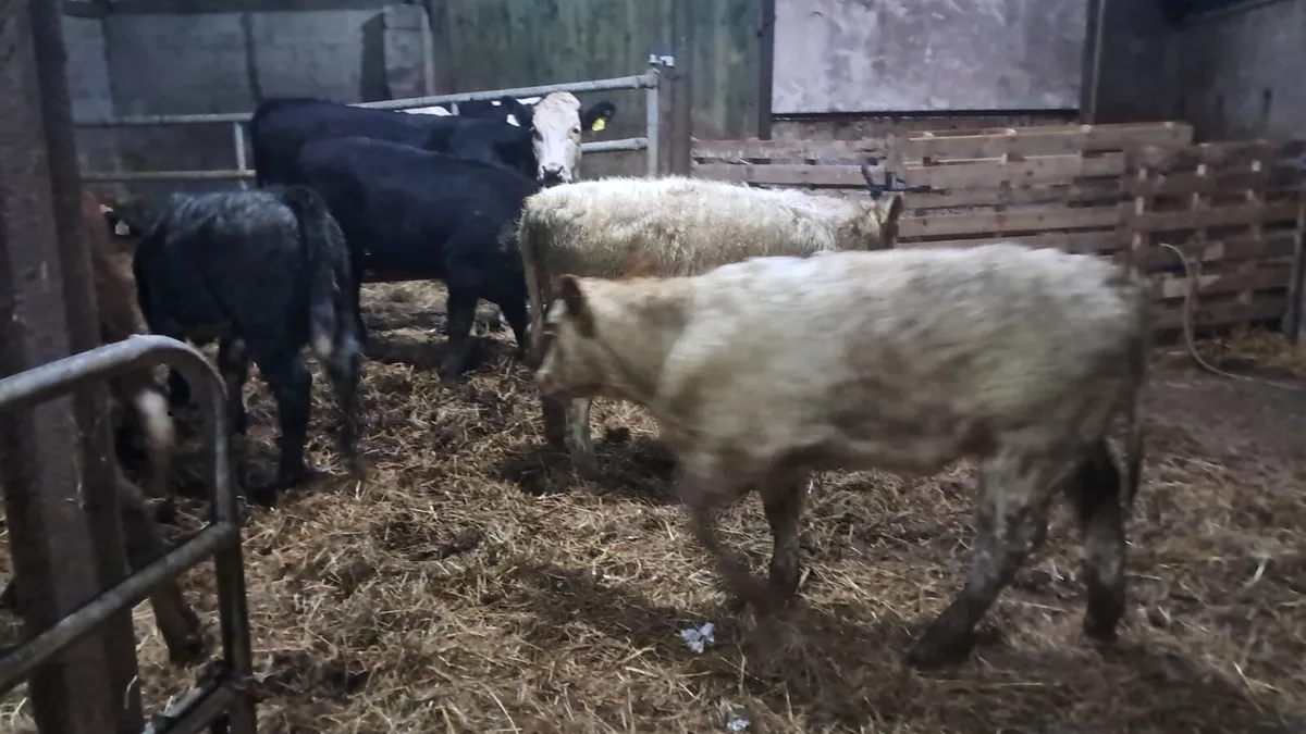 Organic weanlings - Image 3
