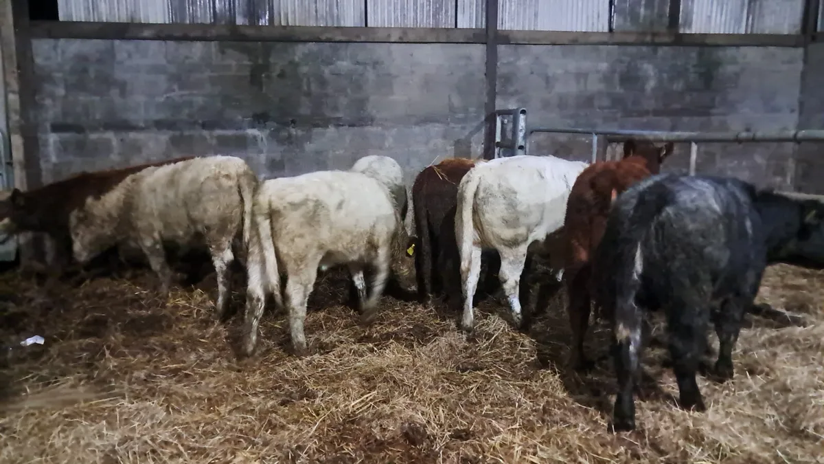 Organic weanlings - Image 2