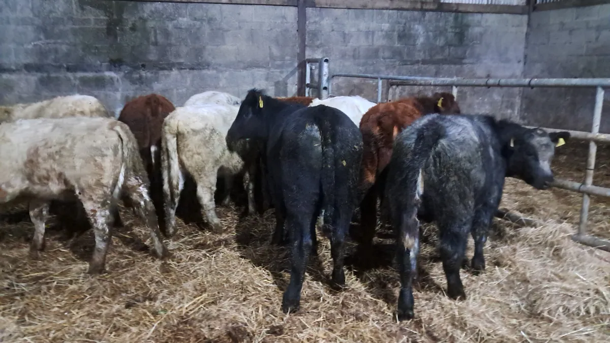 Organic weanlings - Image 1