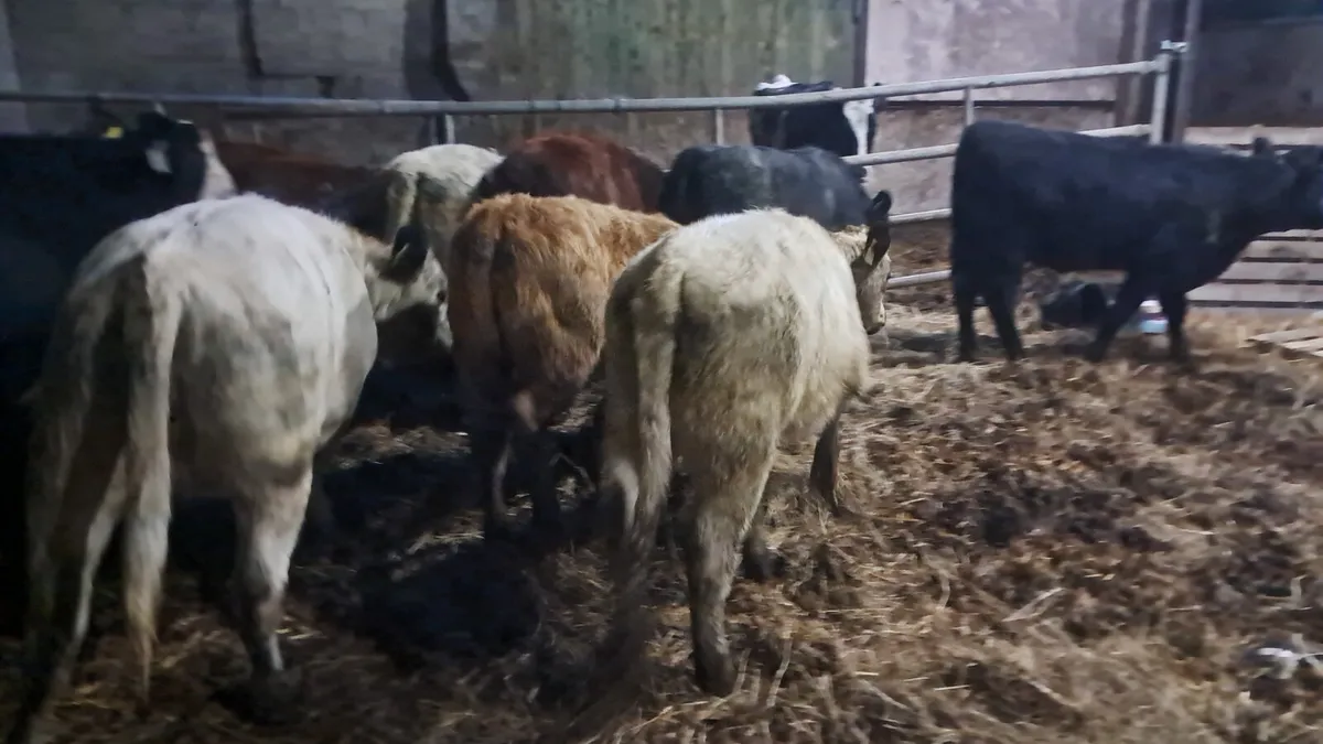 Organic weanlings - Image 4