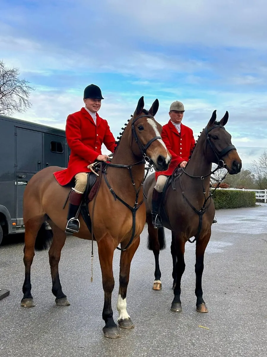17hh 7yo Bay Gelding – Proven Hunter, Carried Horn - Image 1