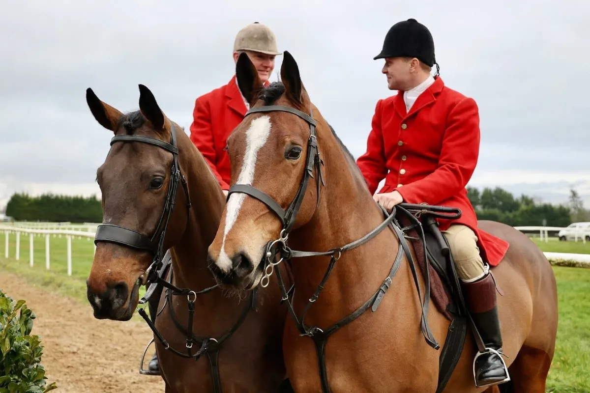 17hh 7yo Bay Gelding – Proven Hunter, Carried Horn - Image 3