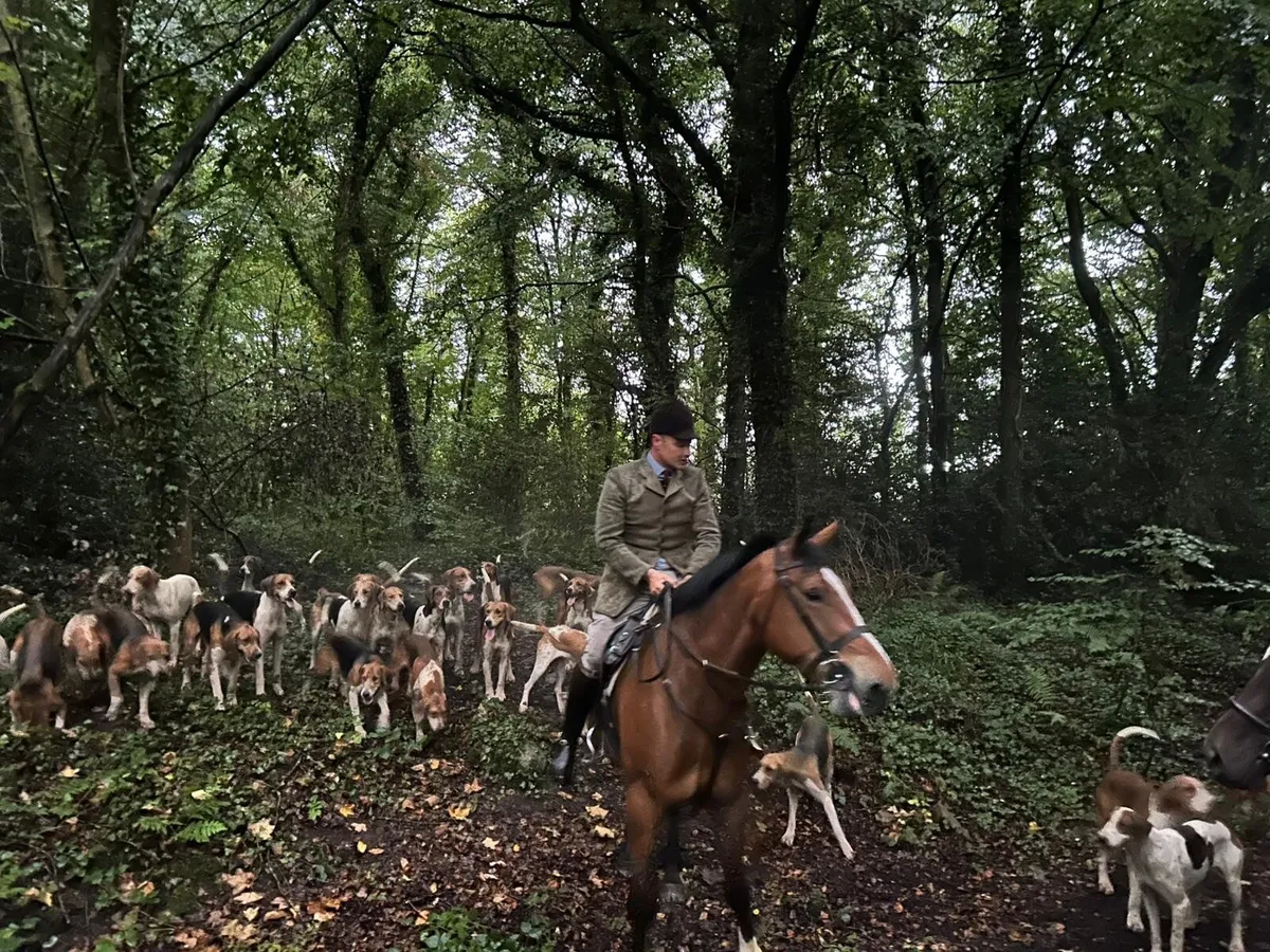 17hh 7yo Bay Gelding – Proven Hunter, Carried Horn - Image 4