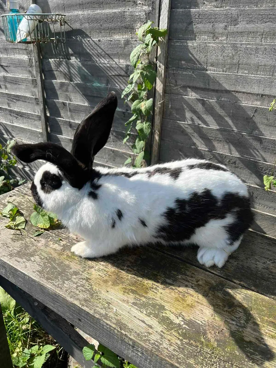 Rabbit - Image 1
