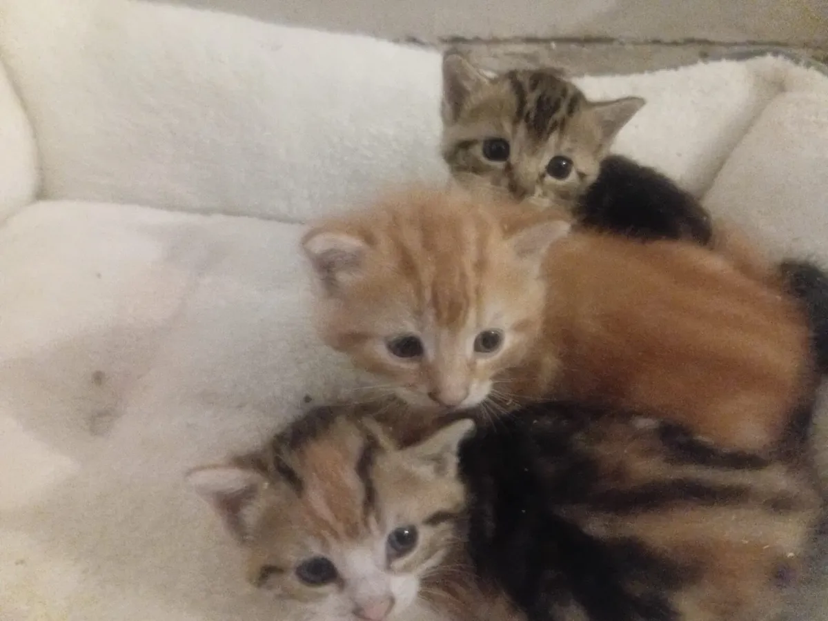 Kitten - Image 1
