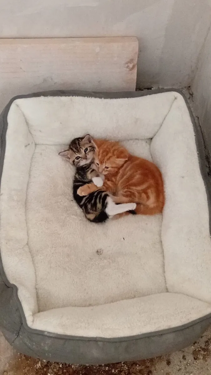 Kitten - Image 2