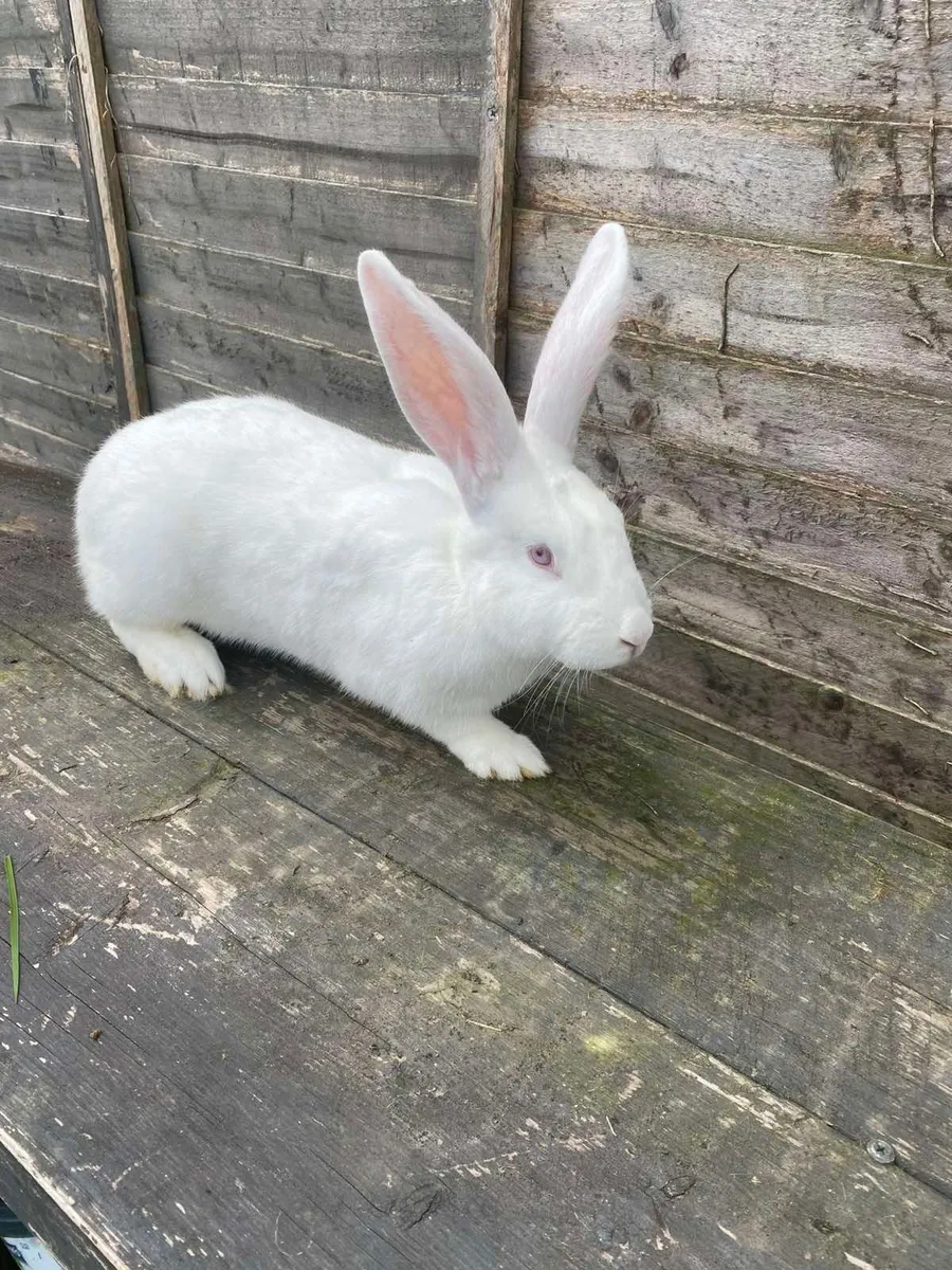 Rabbit - Image 3