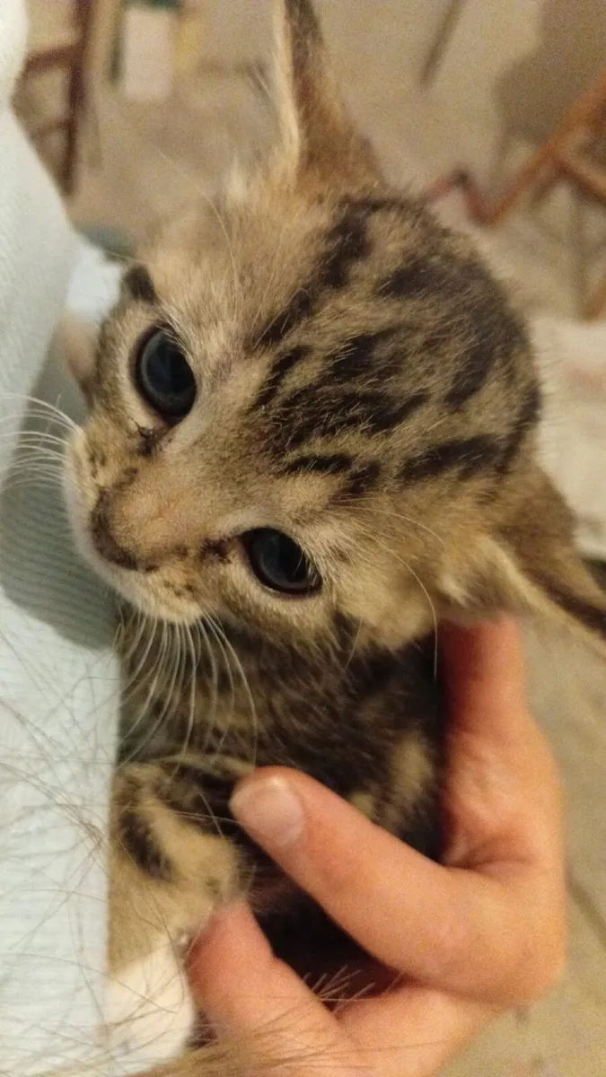 Kitten - Image 3