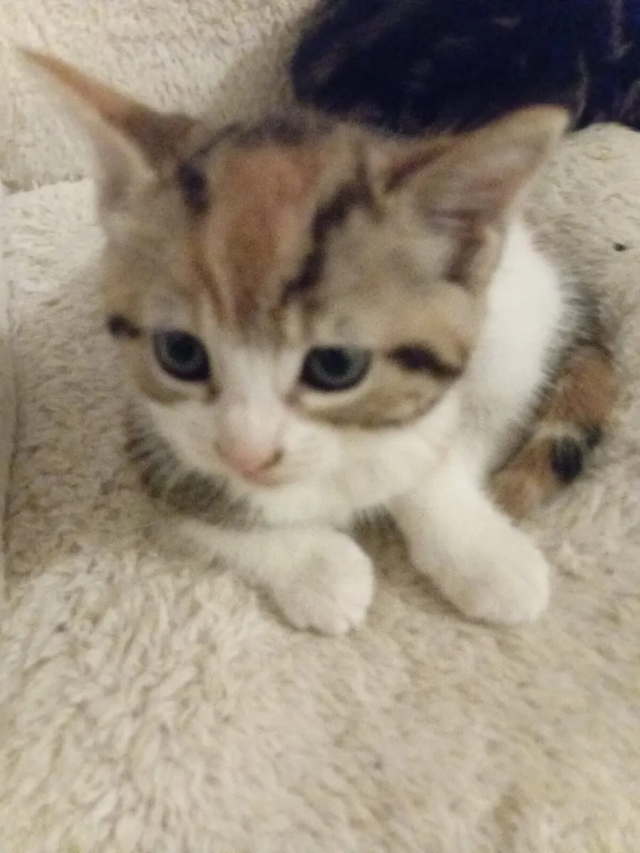 Kitten - Image 4