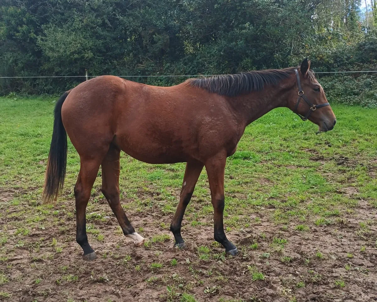Thoroughbred Yearling Filly - Image 1