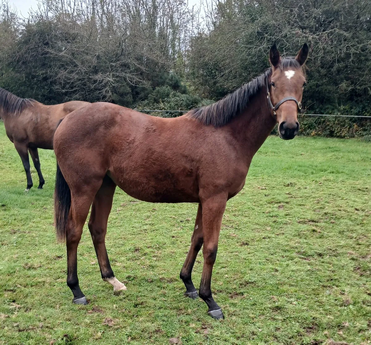 Thoroughbred Yearling Filly - Image 2