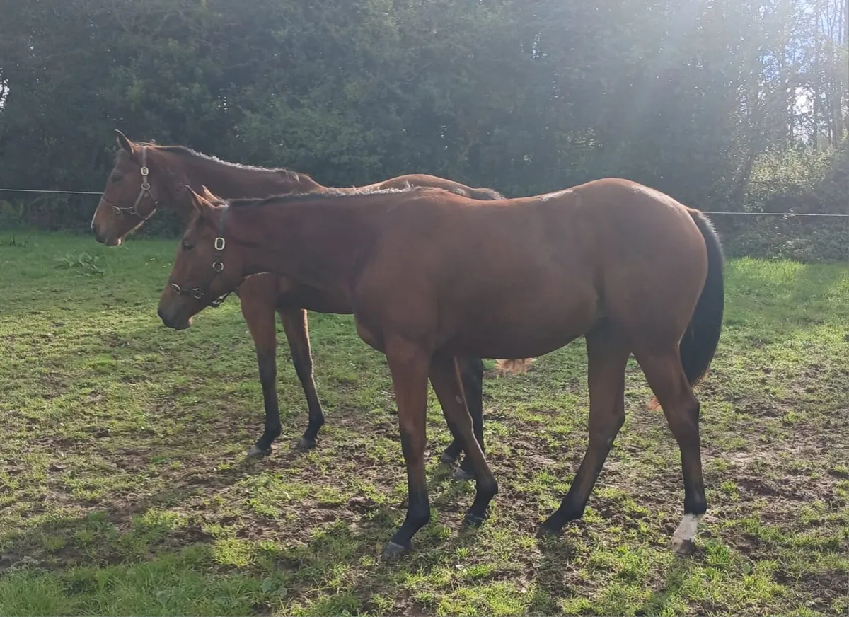 Thoroughbred Yearling Filly - Image 3