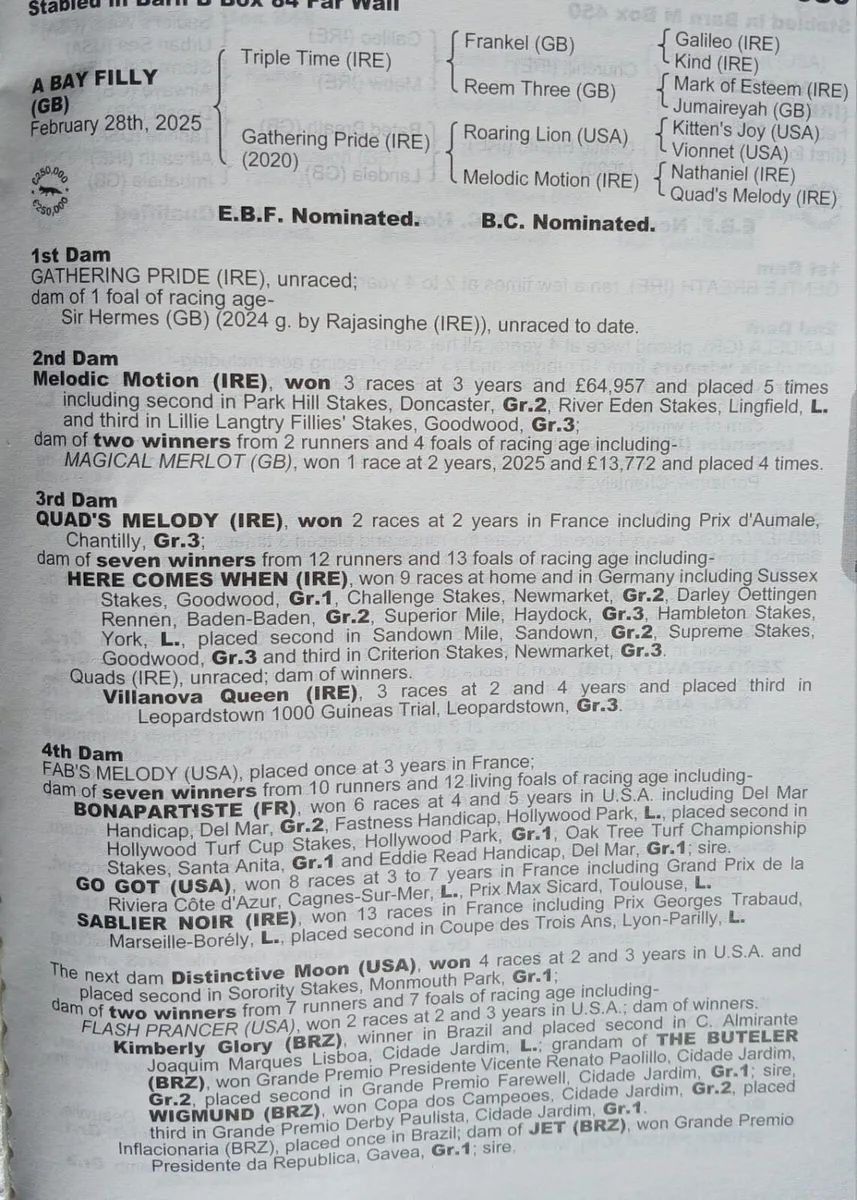 Thoroughbred Yearling Filly - Image 4