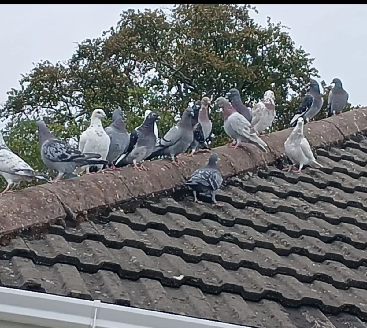 16 Pigeons - Image 2