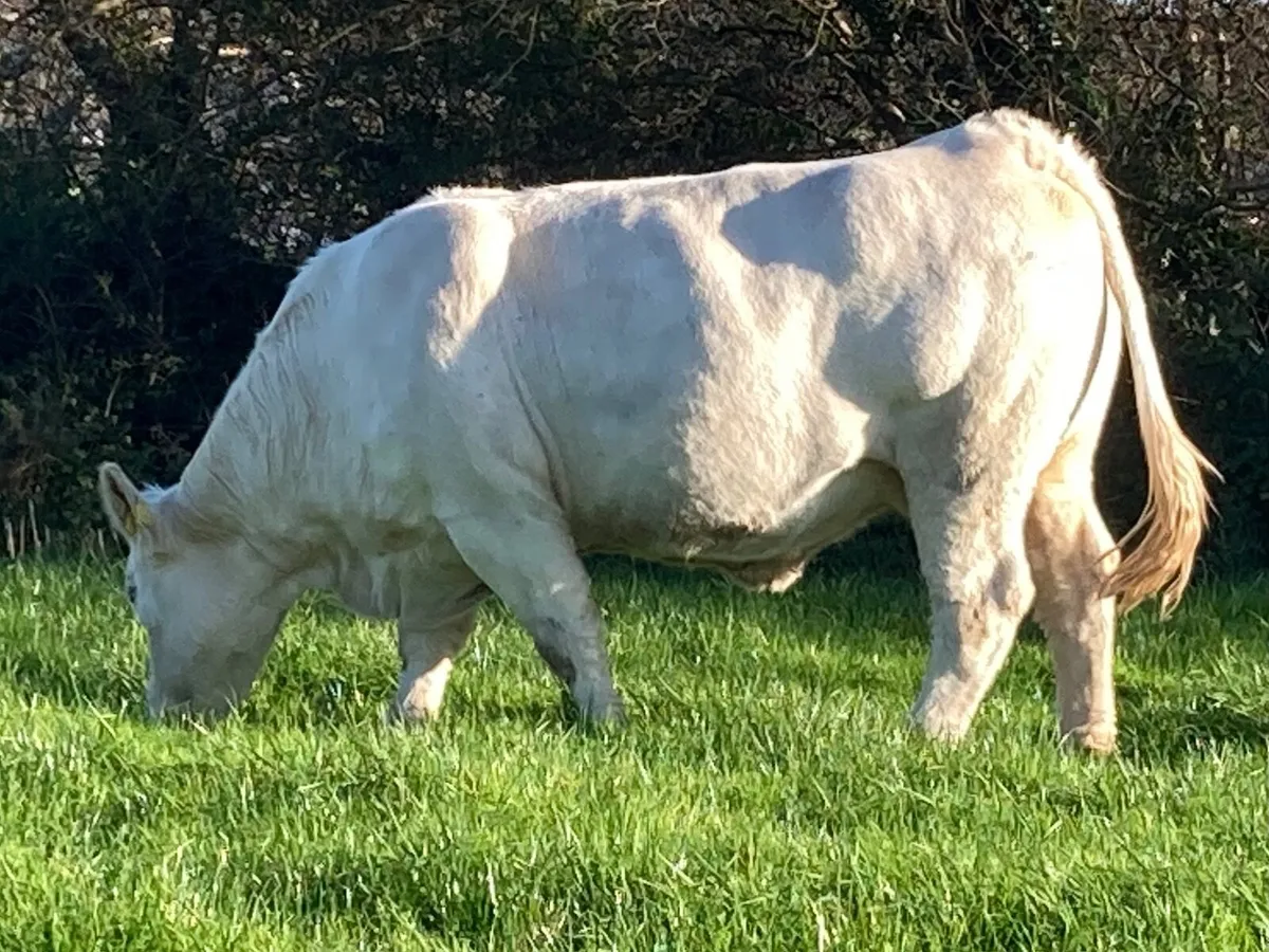 For sale in Skibbereen mart Friday - Image 3