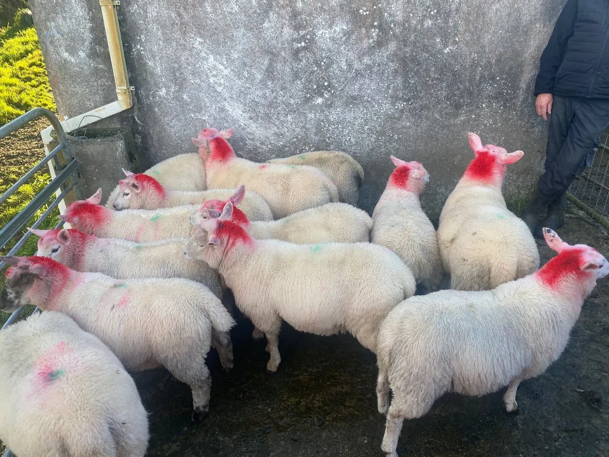 Sheep - Image 4