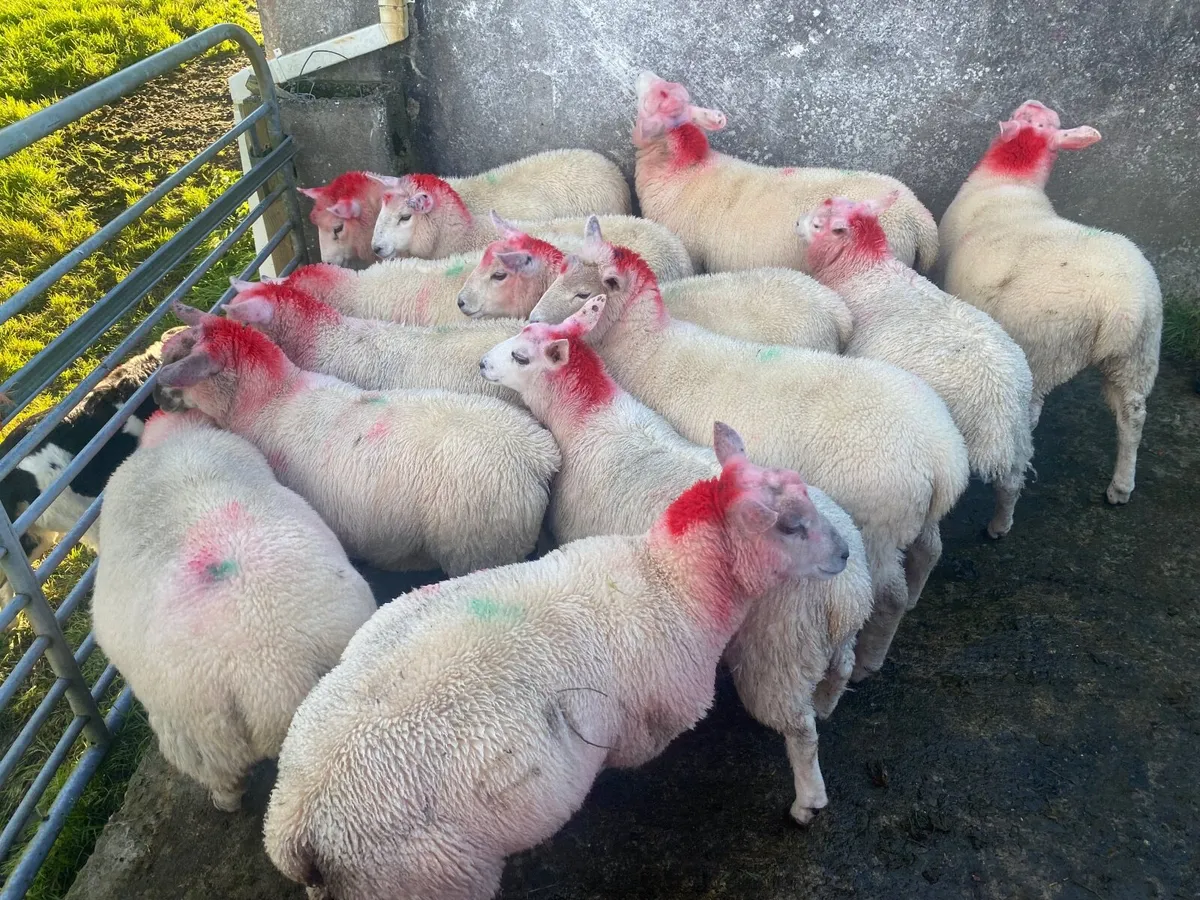 Sheep - Image 1