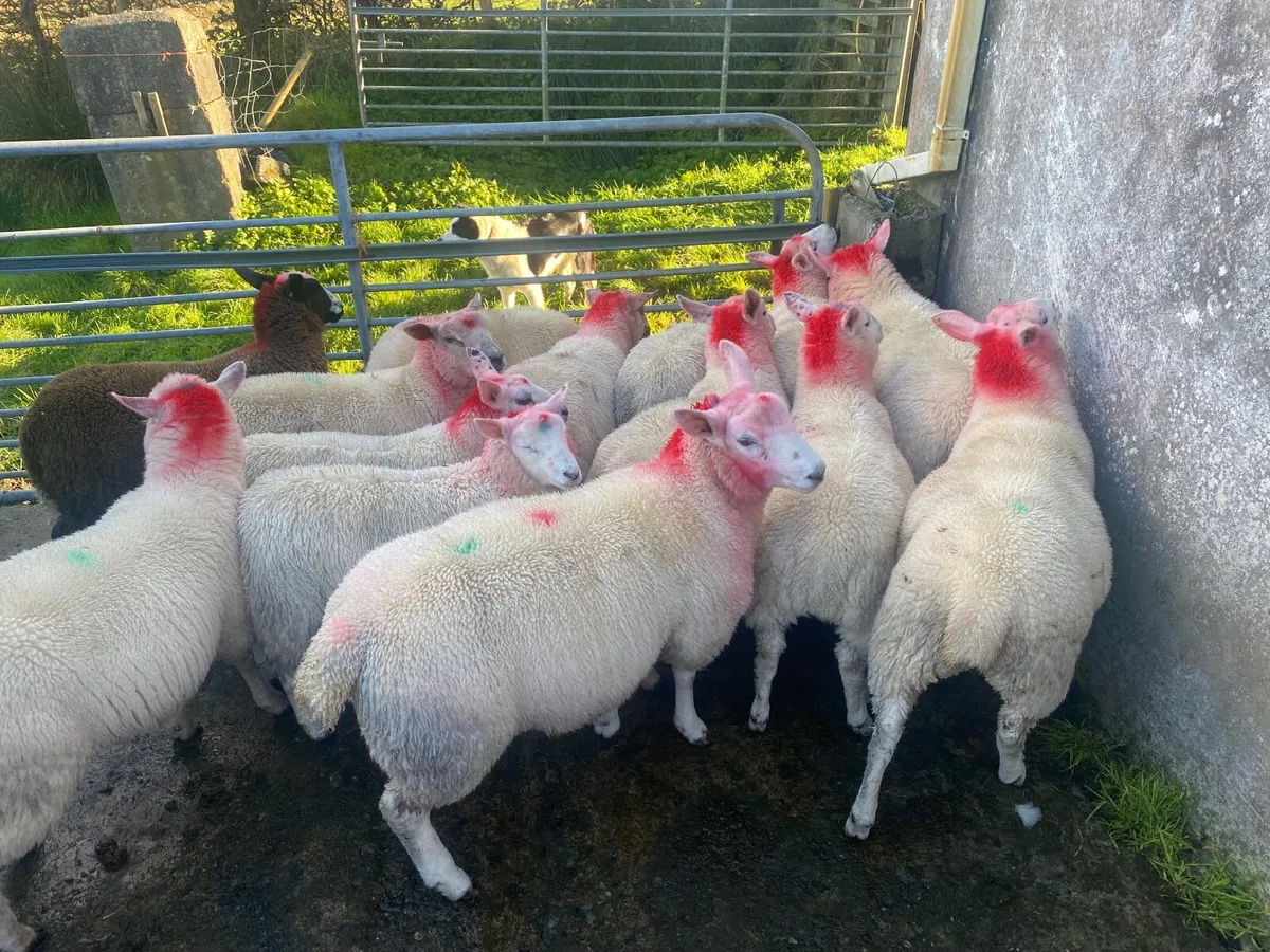 Sheep - Image 2