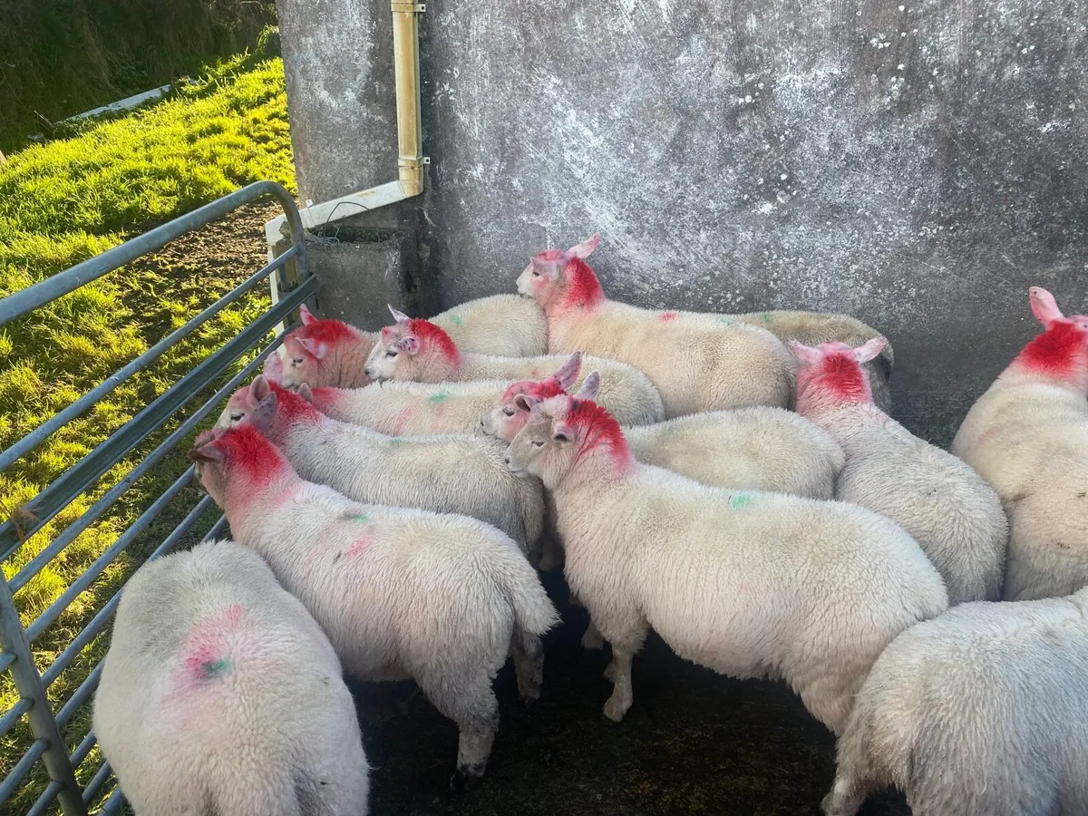 Sheep - Image 3