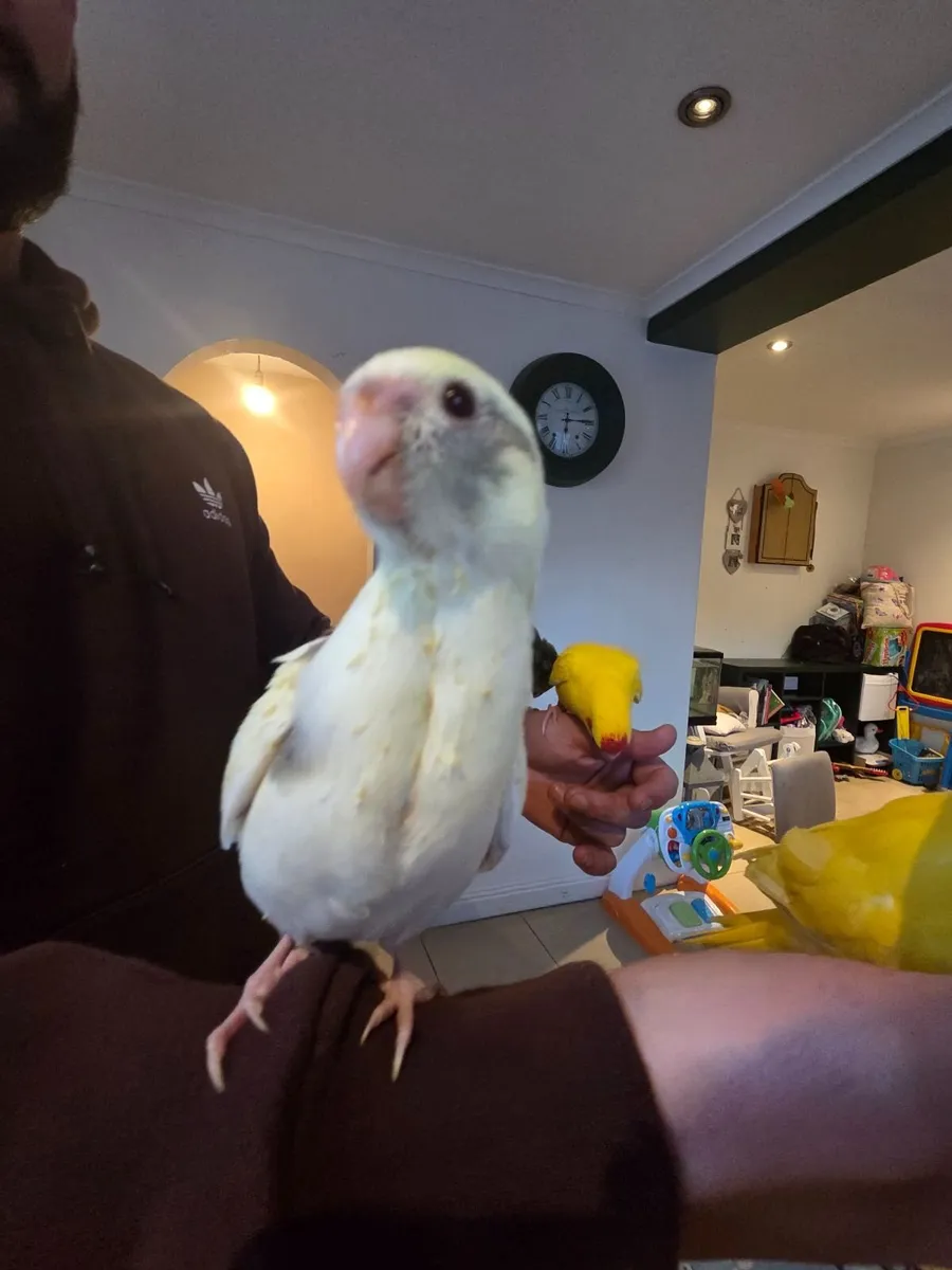 Birds - Image 3