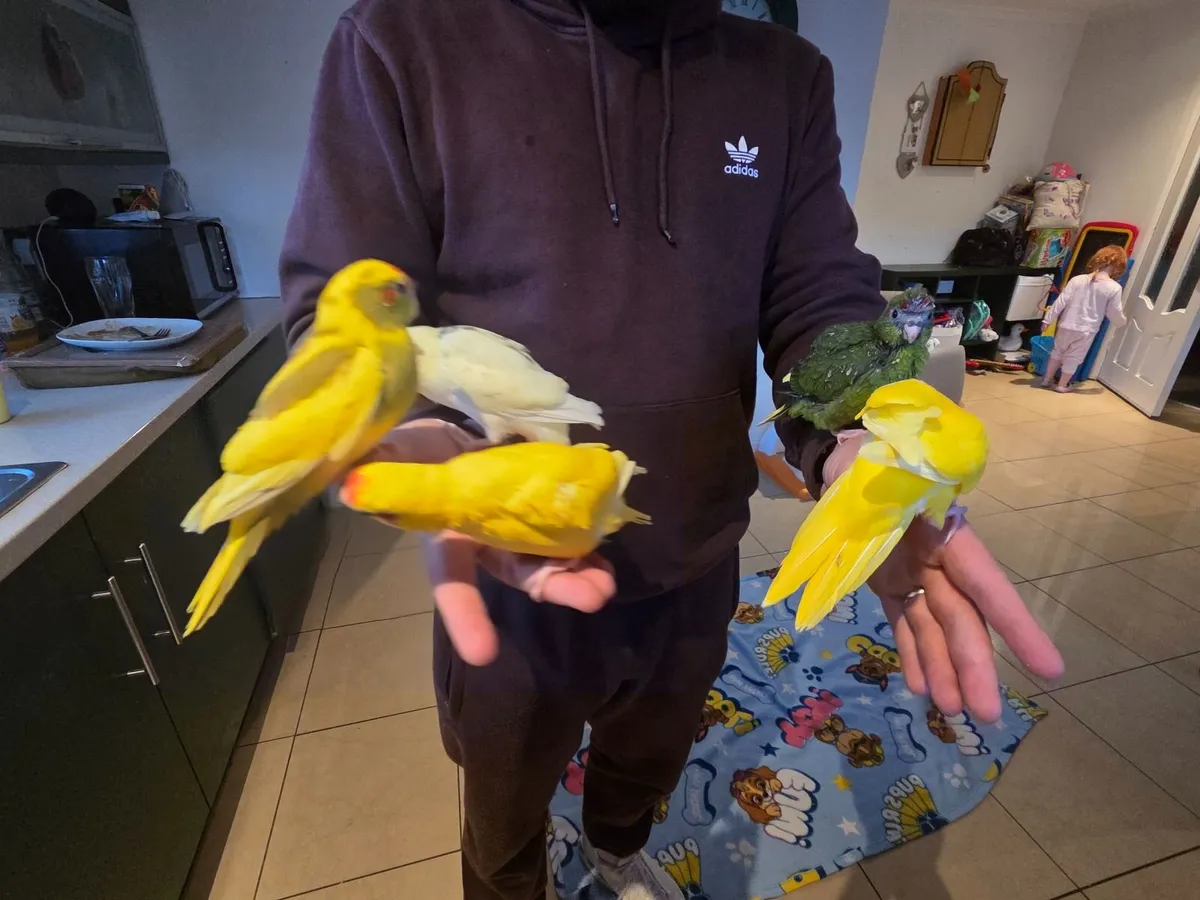 Birds - Image 4