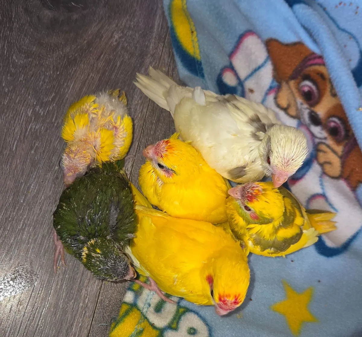 Birds - Image 2