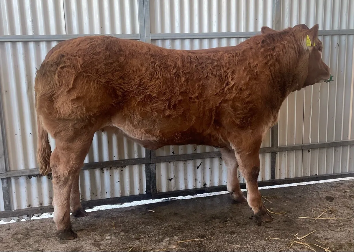 Balla heifer weanling - Image 2