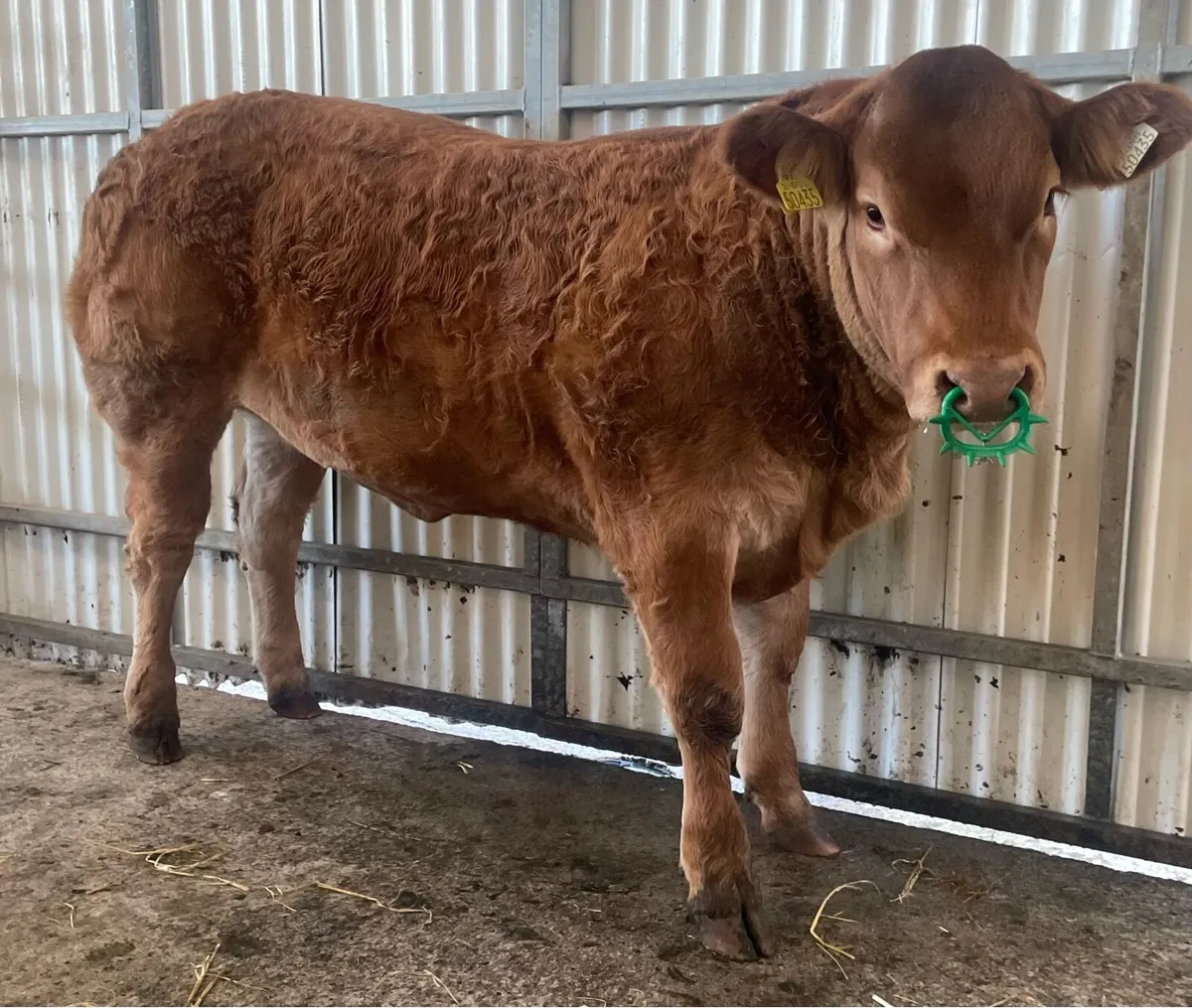 Balla heifer weanling - Image 3